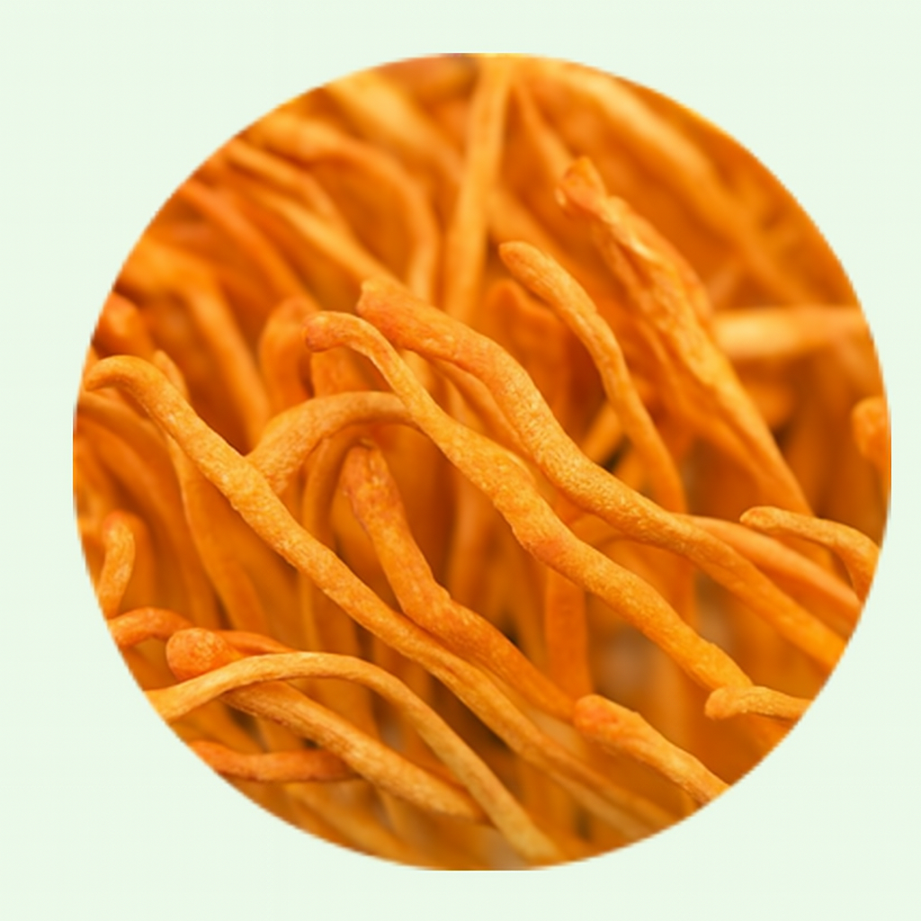 Cordyceps