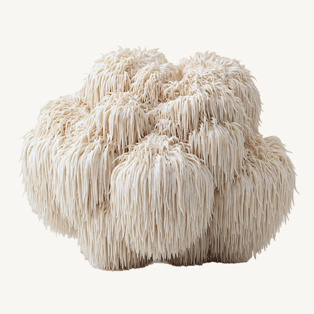 Lion's Mane