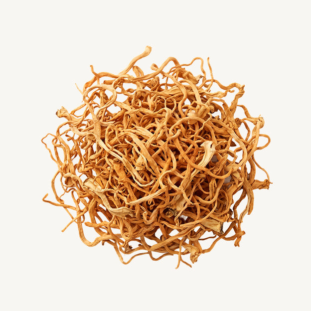 Cordyceps